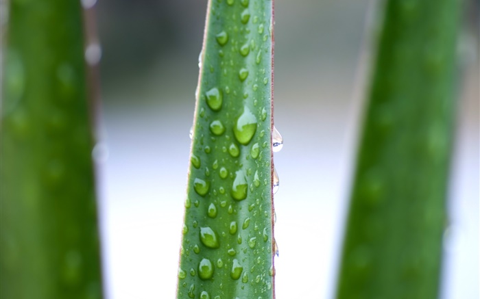 Close up das folhas de babosa, gotas de água Papéis de Parede, imagem