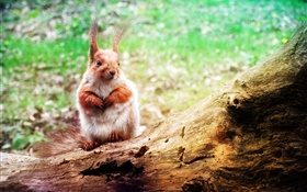 animal bonito, esquilo close-up, bokeh HD Papéis de Parede