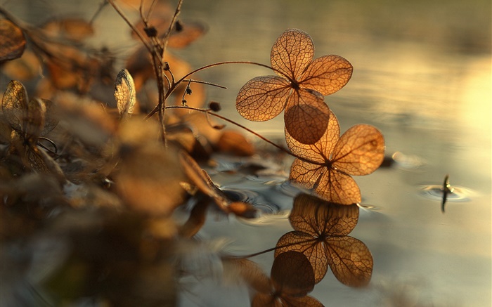 Folhas secas, poça, reflexão da água, bokeh Papéis de Parede, imagem