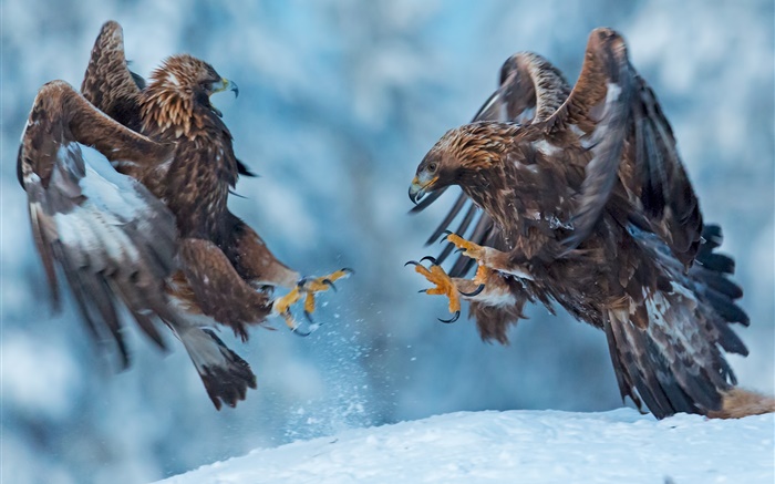 Eagle, dois pássaros, neve, inverno Papéis de Parede, imagem