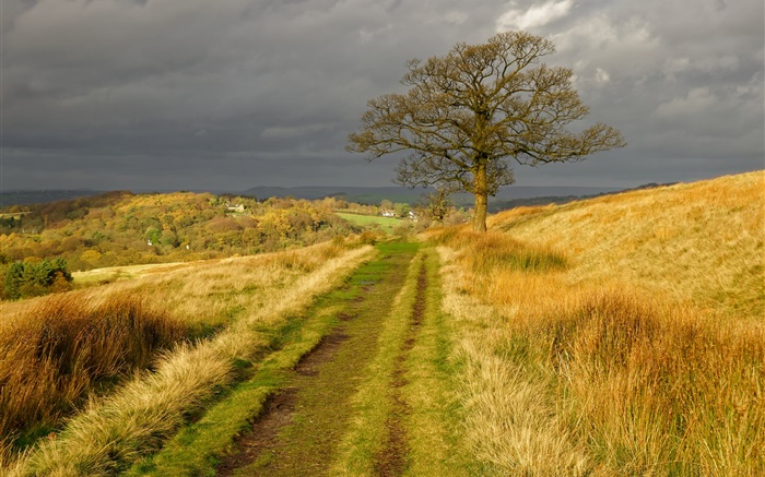 Inglaterra cenário da natureza, grama, estrada, árvore, nuvens, outono Papéis de Parede, imagem