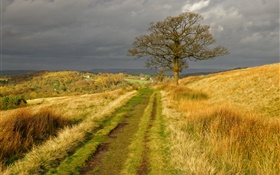 Inglaterra cenário da natureza, grama, estrada, árvore, nuvens, outono