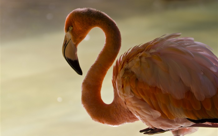 Flamingo close-up, pássaro, pescoço, penas Papéis de Parede, imagem