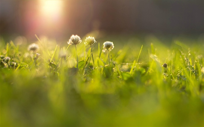 Flores, grama, prado, raios de sol, bokeh Papéis de Parede, imagem