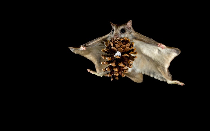 esquilo voador, noite Papéis de Parede, imagem