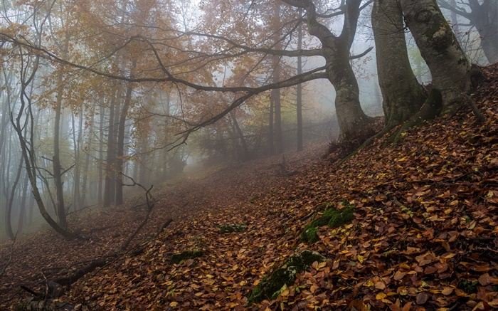 Floresta, natureza, nevoeiro, amanhecer, outono Papéis de Parede, imagem