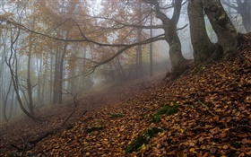 Floresta, natureza, nevoeiro, amanhecer, outono HD Papéis de Parede