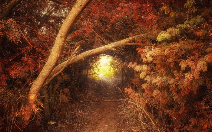 Floresta, trajeto, furo, outono, cenário da natureza Papéis de Parede, imagem