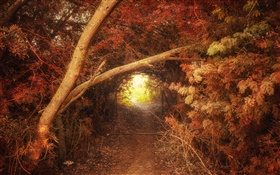 Floresta, trajeto, furo, outono, cenário da natureza HD Papéis de Parede