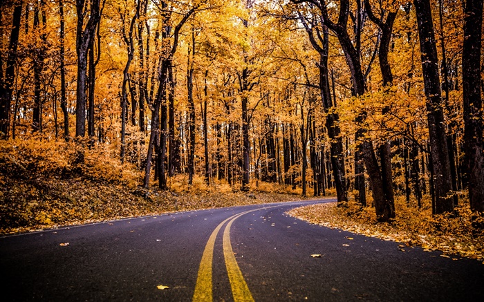 Floresta, estrada, folhas amarelas, árvores, outono Papéis de Parede, imagem
