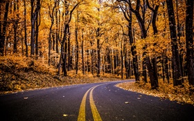 Floresta, estrada, folhas amarelas, árvores, outono
