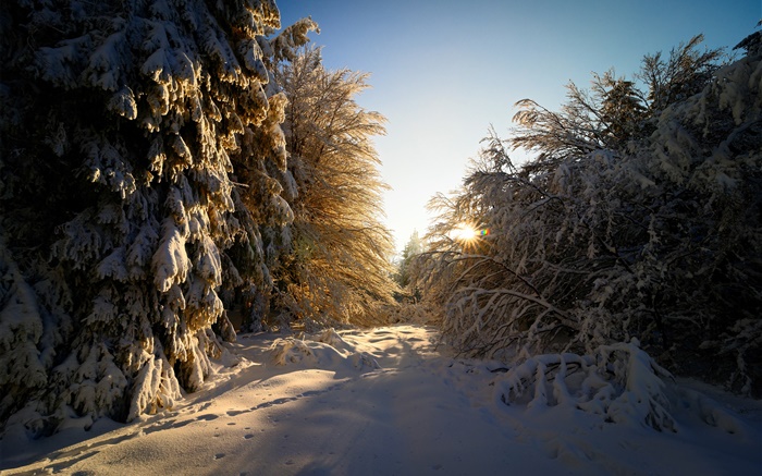 Alemanha, Hesse, inverno, neve, árvores, raios de sol Papéis de Parede, imagem