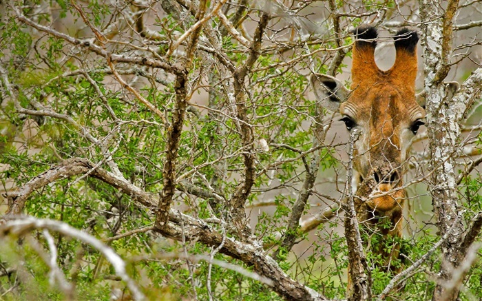 Giraffe escondida na floresta Papéis de Parede, imagem