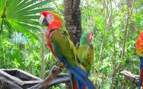 papagaio pena verde, árvores HD Papéis de Parede