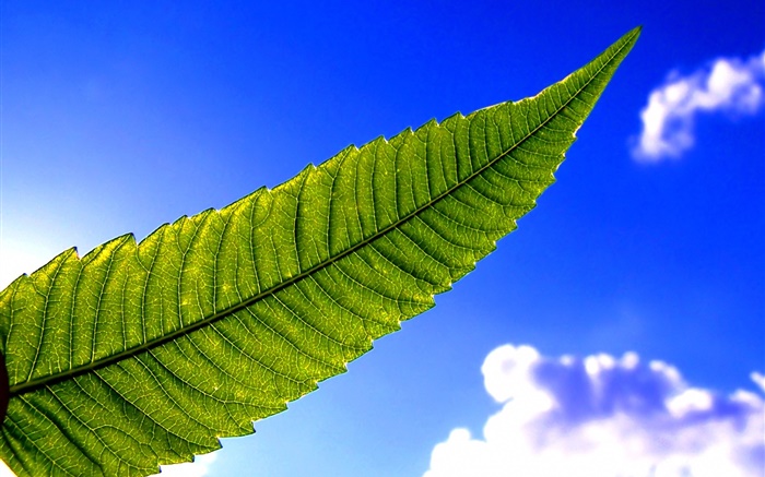 folha verde, céu azul Papéis de Parede, imagem