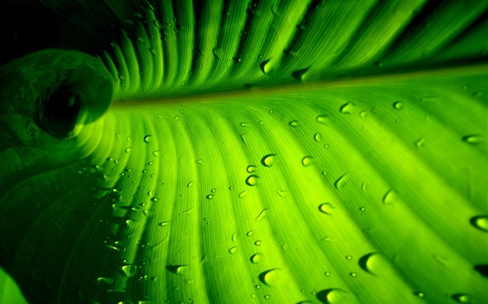 Folha verde close-up, listras, gotas da água Papéis de Parede, imagem