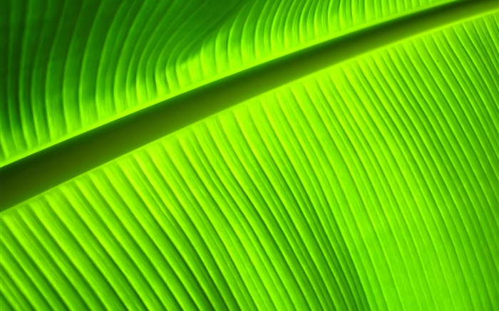 Folha verde close-up, listras Papéis de Parede, imagem