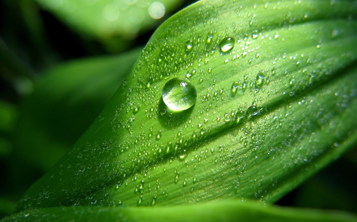 Folha verde close-up, água, gotas, orvalho Papéis de Parede, imagem