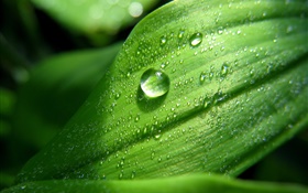 Folha verde close-up, água, gotas, orvalho