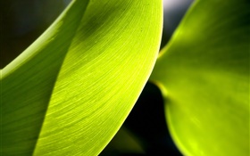 Folha verde macro fotografia, luz HD Papéis de Parede