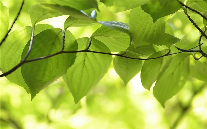 Folhas verdes, ramos, cenário da natureza, bokeh Papéis de Parede, imagem