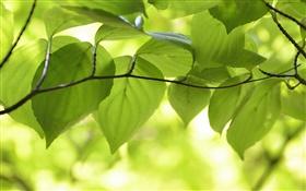 Folhas verdes, ramos, cenário da natureza, bokeh