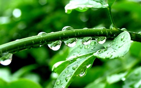 plantas verdes, após a chuva, gotas da água