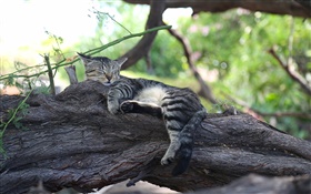 Gatinho cinzento que dorme na árvore HD Papéis de Parede