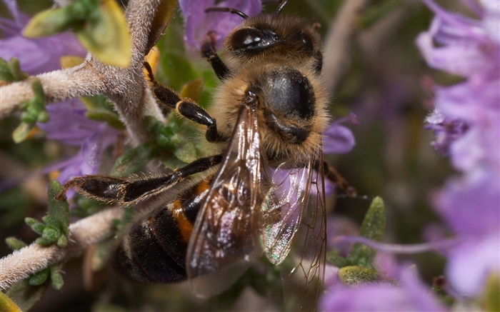 Inseto, abelha Papéis de Parede, imagem