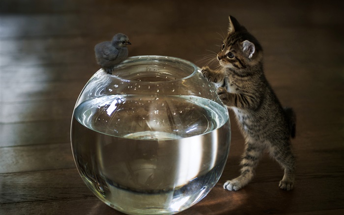Gatinho quer tocar a água do aquário Papéis de Parede, imagem