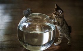 Gatinho quer tocar a água do aquário HD Papéis de Parede