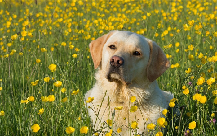 Labrador Retriever, cão nas flores Papéis de Parede, imagem