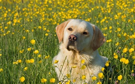 Labrador Retriever, cão nas flores HD Papéis de Parede