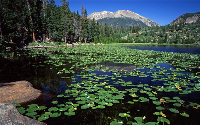 Lago, montanhas, floresta, água lírio Papéis de Parede, imagem