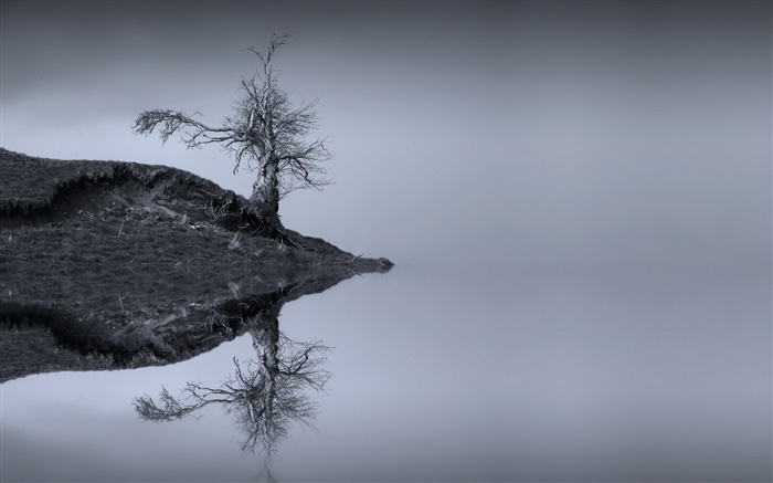 Lago, árvore, reflexão da água, monocromático, Escócia Papéis de Parede, imagem