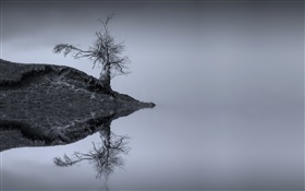 Lago, árvore, reflexão da água, monocromático, Escócia