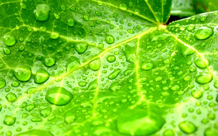 Folha close-up, verde, gotas da água Papéis de Parede, imagem