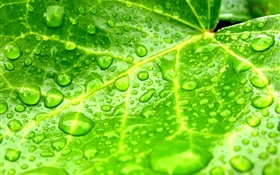 Folha close-up, verde, gotas da água HD Papéis de Parede