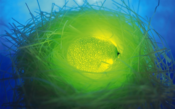 frutas luz, laranja verde no ninho Papéis de Parede, imagem