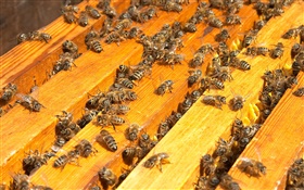 Muitas abelhas, colmeia HD Papéis de Parede