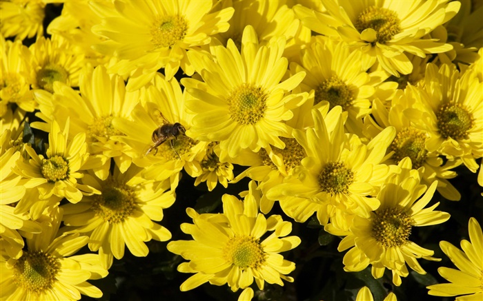 Muitos amarelo margarida, abelha, inseto Papéis de Parede, imagem