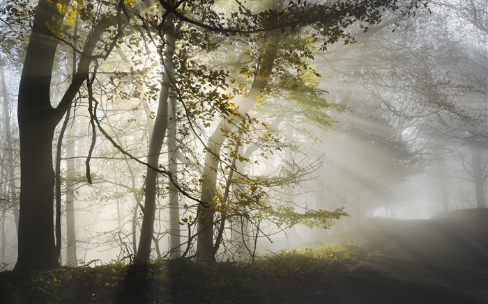 Manhã, névoa, árvores, raios de sol, outono Papéis de Parede, imagem