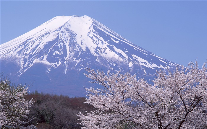 Monte Fuji, Japão, primavera, flores de cerejeira flores Papéis de Parede, imagem