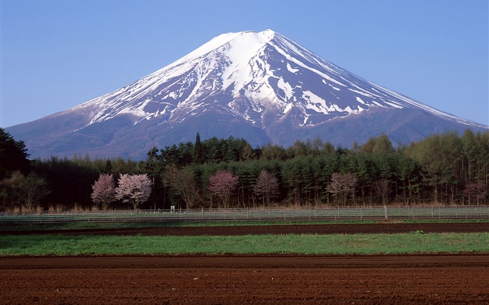 Monte Fuji, Japão, árvores, campo de exploração agrícola Papéis de Parede, imagem