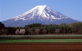 Monte Fuji, Japão, árvores, campo de exploração agrícola HD Papéis de Parede