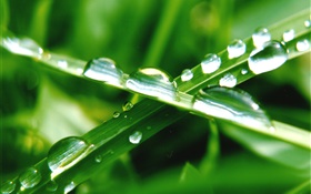 Natureza close-up, grama verde, folha, gotas da água