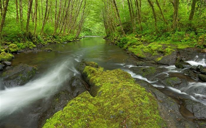 Nestucca River, Oregon, EUA, musgo, árvores, verde Papéis de Parede, imagem