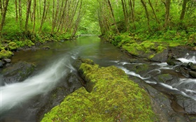 Nestucca River, Oregon, EUA, musgo, árvores, verde HD Papéis de Parede