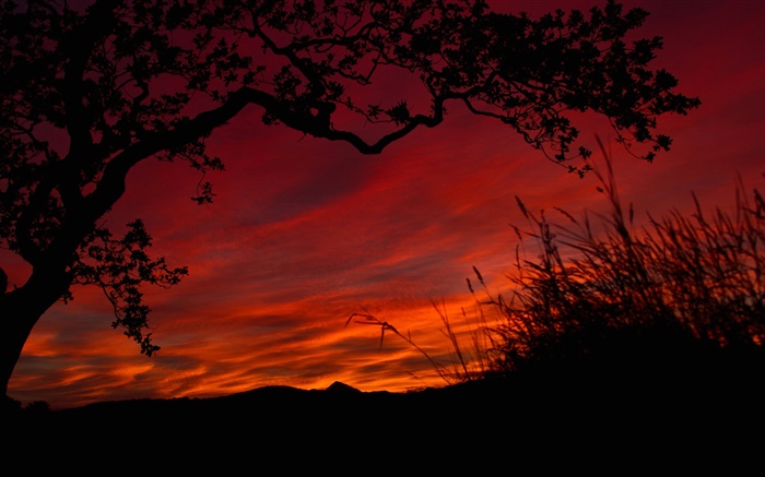 Noite, céu vermelho, nuvens, árvores, grama, silhueta preta Papéis de Parede, imagem