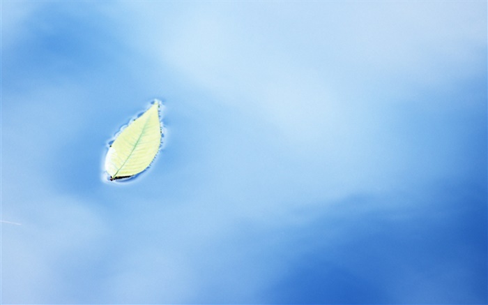 Uma folha na superfície da água Papéis de Parede, imagem